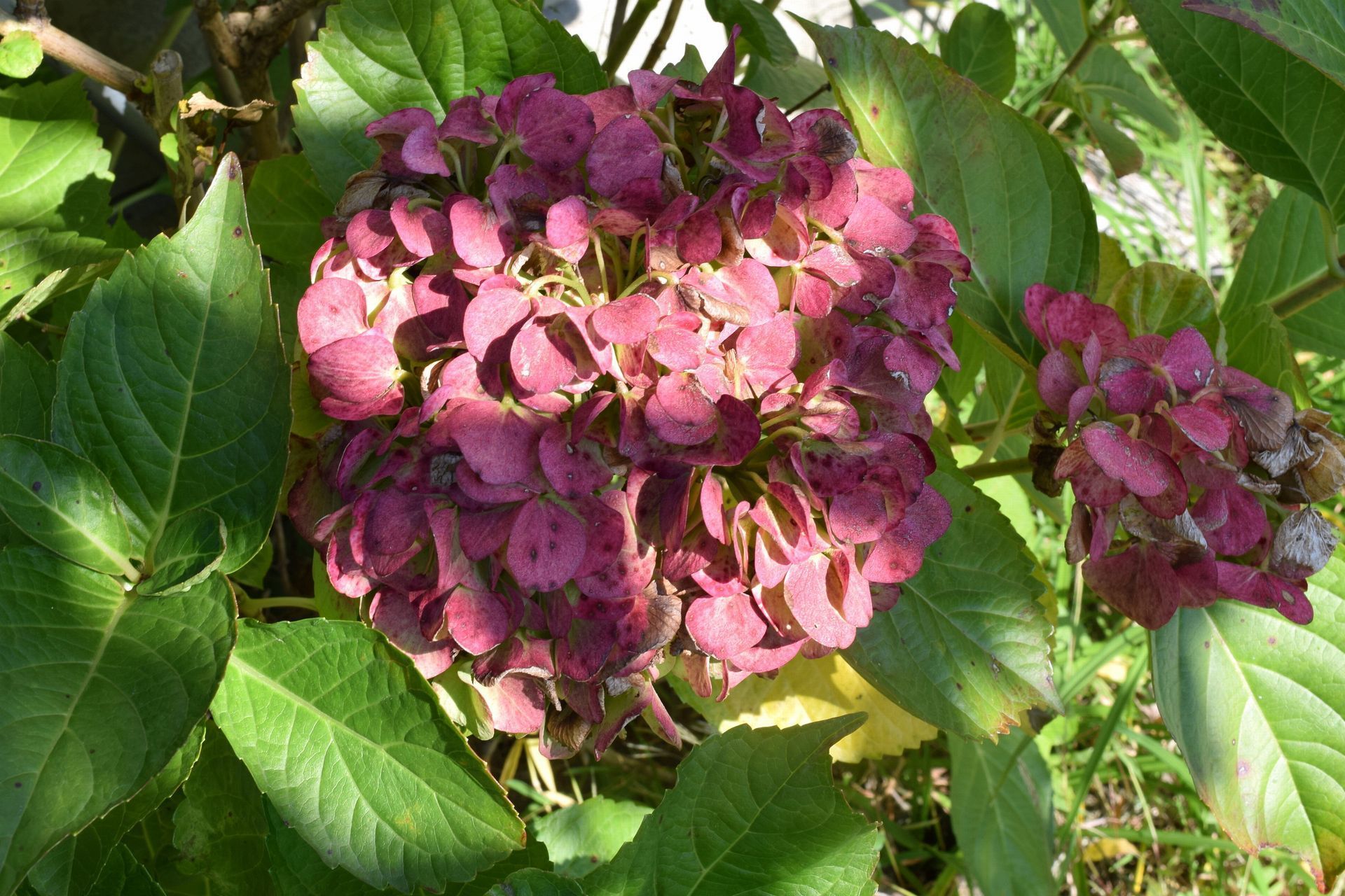 秋の紫陽花 どうしんして行こうのんた